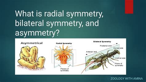 Radial And Bilateral Symmetry Difference Between Asymmetry Radial