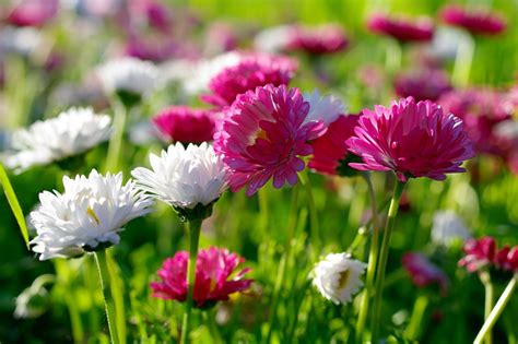 Лето хризантемы Цветы природа обои на телефон бесплатно