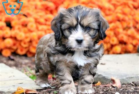 Shih Tzu Mix Puppies For Sale Keystone Puppies