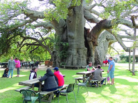 The Widest Tree In The World Is In Limpopo South Africa And Home To