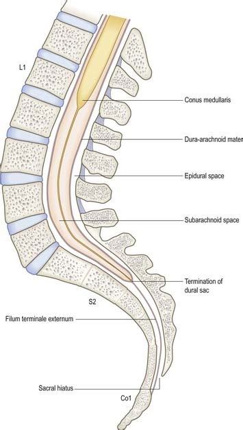 Spinal Column Neupsy Key