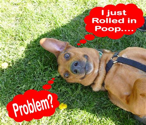 Why Dogs Smell Other Dogs Poop At Anne Martinez Blog