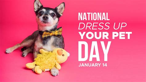 National Dress Up Your Pet Day Is January 14 6 Fun Ways To Celebrate