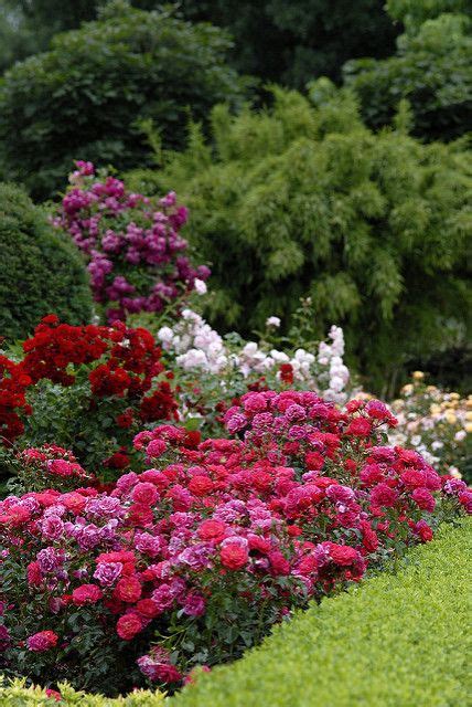 Flower Carpet Roses Mixed Colors In The Landscape Ground Cover