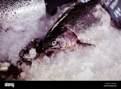 Fresh Fish On Ice Stock Photo Alamy