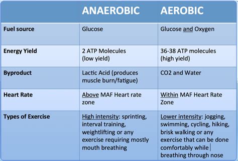 Aerobic Vs Anaerobic TheHubEdu Com