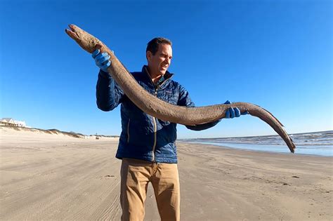 Massive American Eel Washed Up On Gulf Coast Of Texas