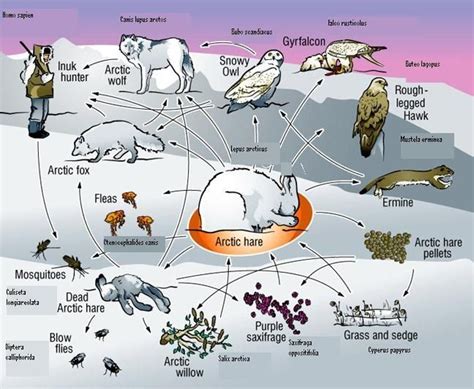 Tundra Biome Food Chain Biomes Life Science Lessons Biomes Project