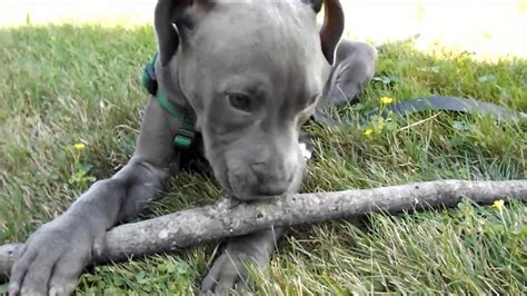 Use the following search parameters to narrow your results CUTE BLUE PIT BULL PUPPY. RESCUE. - YouTube