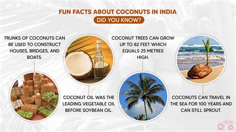 Top 10 Coconut Producing States In India Largest Coconut Producer