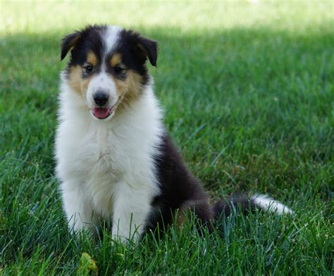 Collie Lassie Ac Puppies Llc