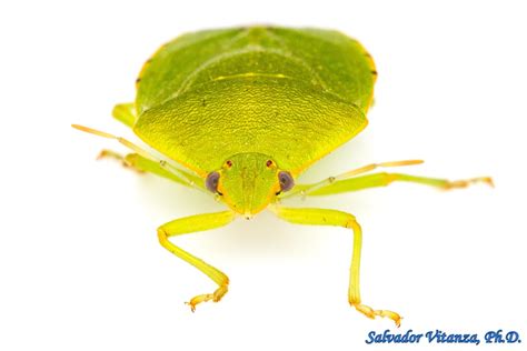 Hemiptera Heteroptera Pentatomidae Chinavia Hilaris Common Green Stink