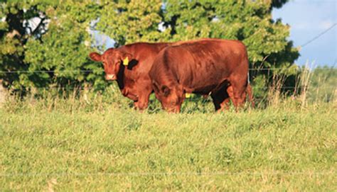 Grass Finished Beef Need High Energy Forages Hay And Forage Magazine