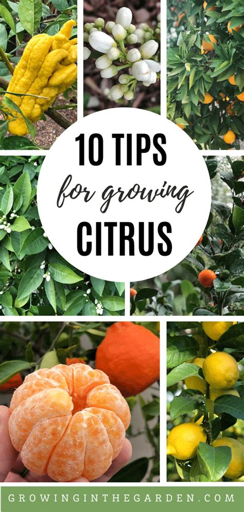 How To Grow Citrus In Arizona Growing In The Garden Answers To 10