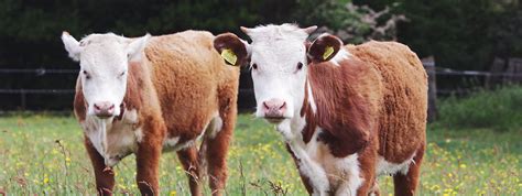 our pedigree hereford beef · essington farm