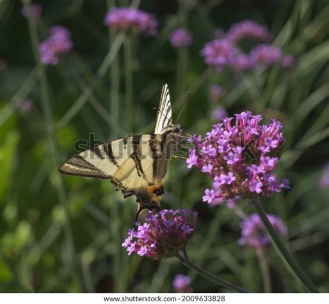 Papilio Rutulus Western Tiger Swallowtail Swallowtail Stock Photo