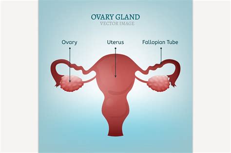 Ovary Gland Illustrations Creative Market