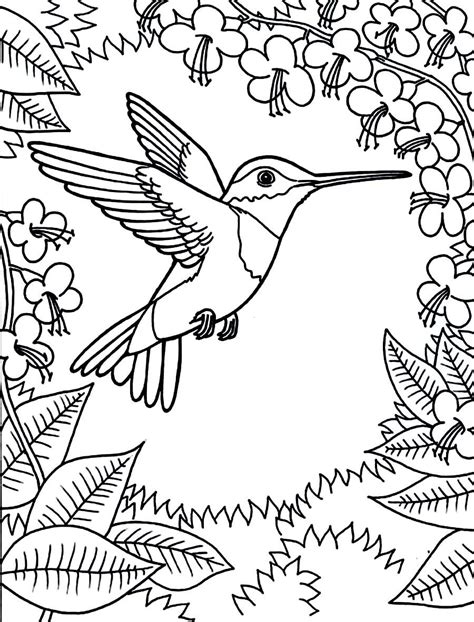 Free Printable Hummingbird Coloring Pages Printable World Holiday