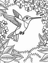 Coloring Hummingbird Printable Bird Sheets Animal sketch template