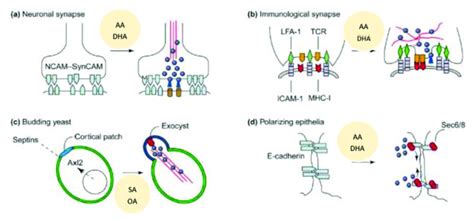 Molecular Cues And Membrane Domains Of Localized Exocytosis Modified Download Scientific