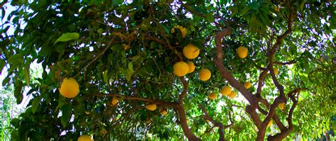 Edible Landscaping — The 5 Best Fruit Trees In North Florida