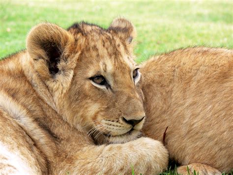 Young Lion Cub Free Stock Photo Public Domain Pictures