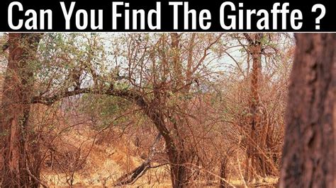 Can You Find All The Hidden Animals Optical Illusions Brain Teasers