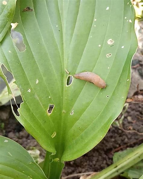 What Causes Holes In Hosta Leaves World Of Garden Plants