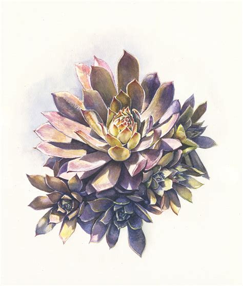 Watercolor Botanical Illustration On Behance
