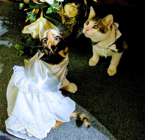 Wedding Dance Kittens What A Purrfect Couple Find More Cat Wedding