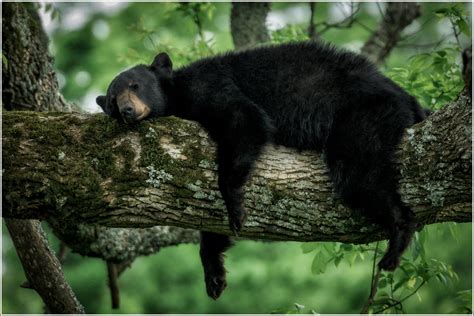 Great Smoky Mountains National Park Bears American Black Bear Bear