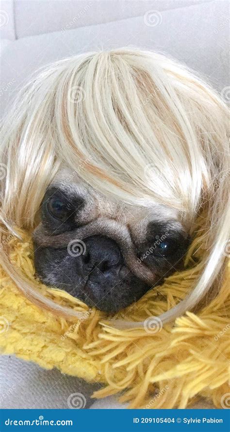 Funny Puppy Of Pug Breed Dog With Blonde Wig Stock Photo Image Of