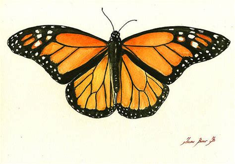 Monarch Butterfly Watercolor