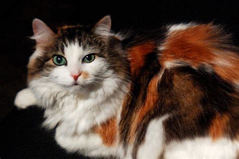 The Norwegian Forest Cat Love Meow