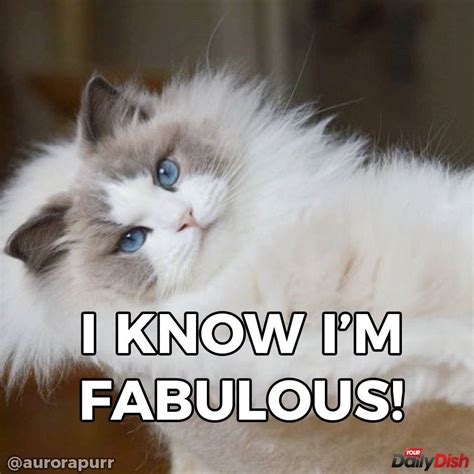 Duhhhhh Im Fabulous Curious Cat Cats Animals Gatos Animales