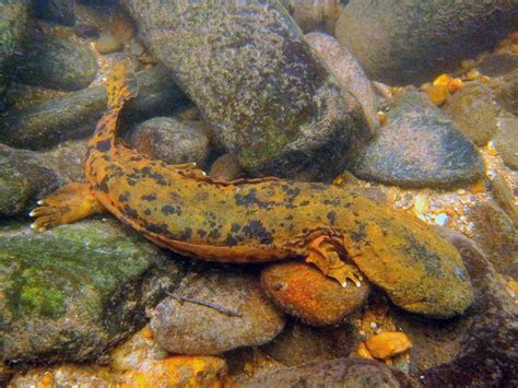 State Biologists Seek Sightings Of Hellbender Salamanders In High