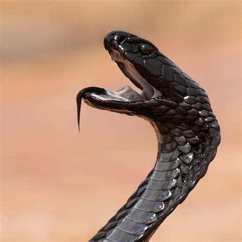 Black Spitting Cobra Taken At Bushmans Kloof Clanwilliam Dione Miles