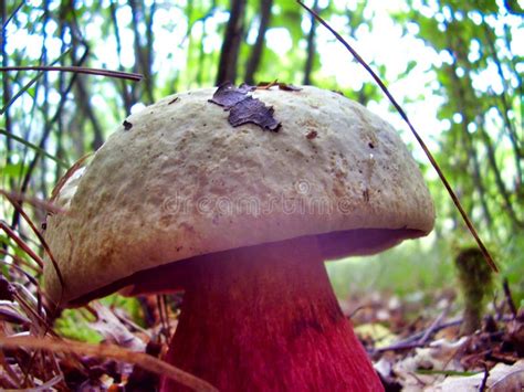 Boletus Satanas Stock Photo Image Of Boletus Fungi 15084454