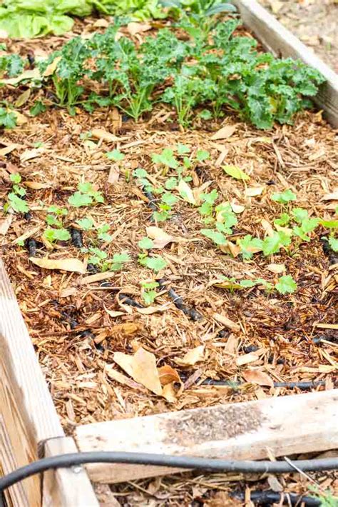 Keeping the weeds out of your garden. Garden Weeds: How to keep weeds out of the garden for good!