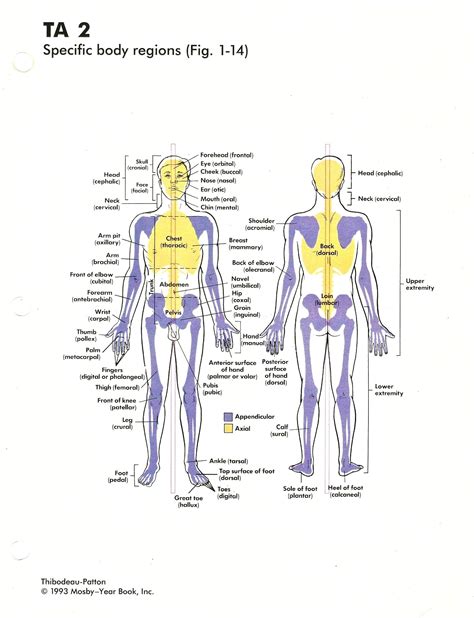 Anatomical Regions Of Body Anatomical Regions Dr Madden Bodenswasuee