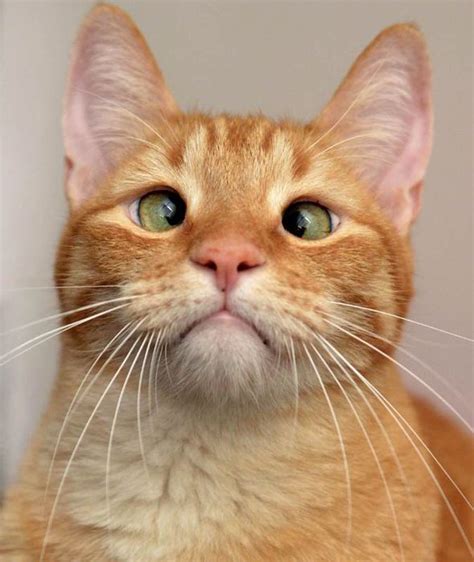 Cat Jarvis P Weasley Was Abandoned As A Kitten Because He Is Cross Eyed