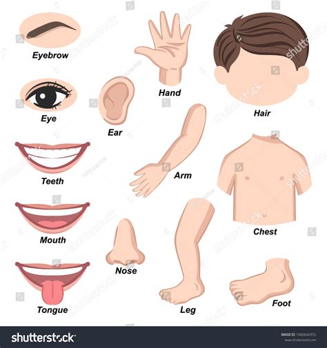 Body Parts Pictures