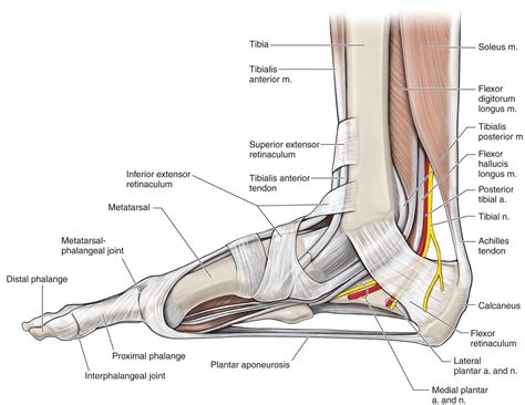 Their job is to connect the muscles to the bones, facilitating proper joint function. Lateral Ankle Anatomy Lower Leg Ankle And Foot ...