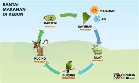 Panjang rantai makanan tergantung pada jumlah organisme. Gambar Rantai Makanan di Sawah, Kebun, Hutan, Sungai, Laut, dan Manusia - Penulis Cilik