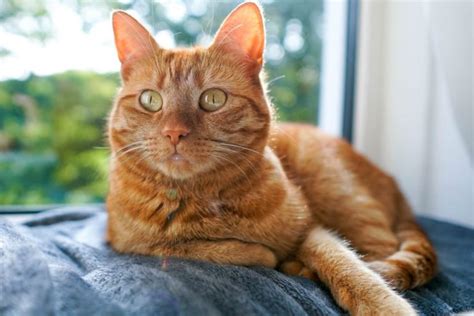 Latest Ginger Cat Names List For Male And Female Tabby Cat