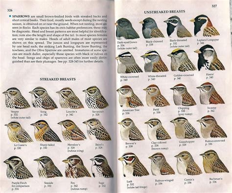 Sparrow Identification Backyard Birds Watching Field Guide Birder