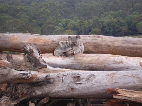 Nsw Native Forest Logging Up 175 Per Cent Country News