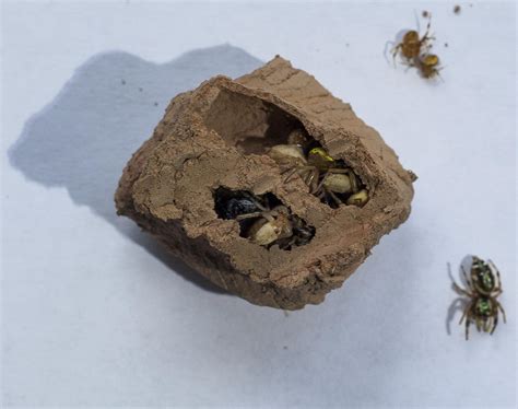 Mud Dauber Wasp Nest Small Jasna Strona