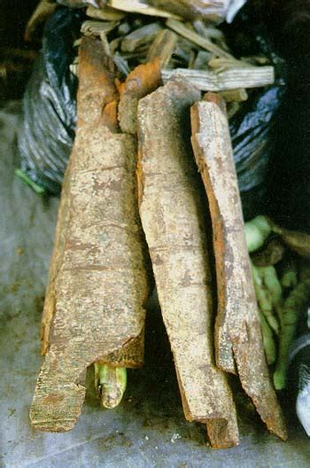 wow 7 tanaman liar ini bisa membuat pria “greng” di ranjang boombastis