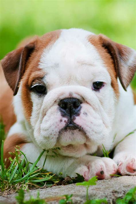 Brindle is defined as a fine streaked or striped effect or pattern of black. English Bulldog History: Where Do Bulldogs Come From?